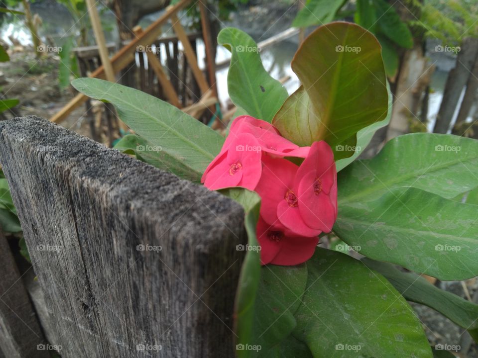 Beautiful Red flower and wood