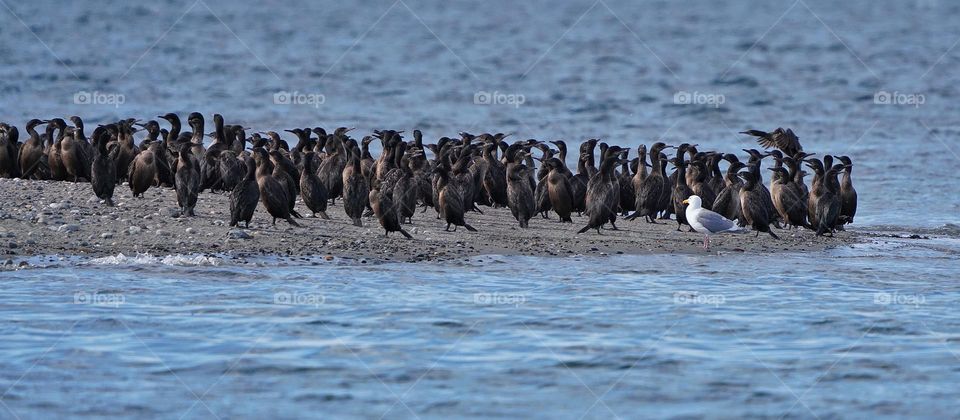 Cormorants on an island