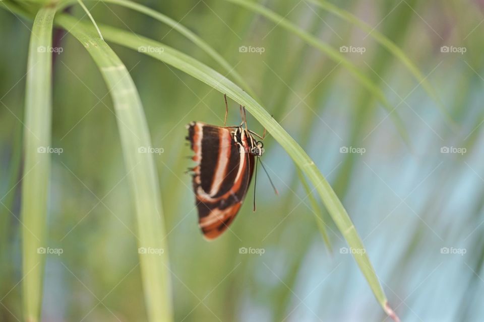Butterfly Hangout 