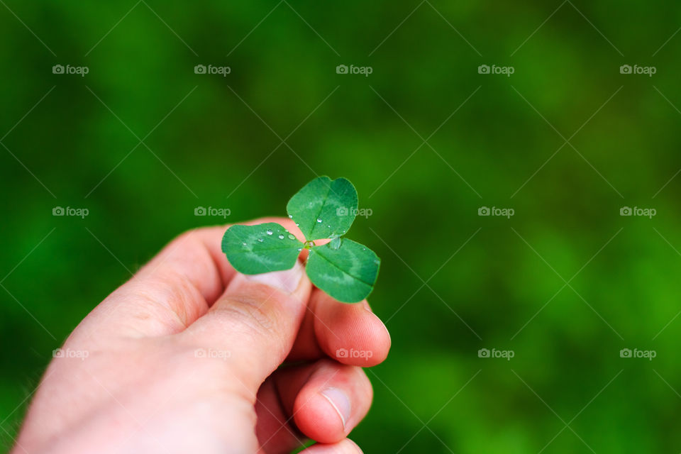 Clover in the hand