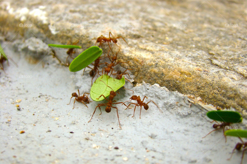 macro leaf ant bug by undersound