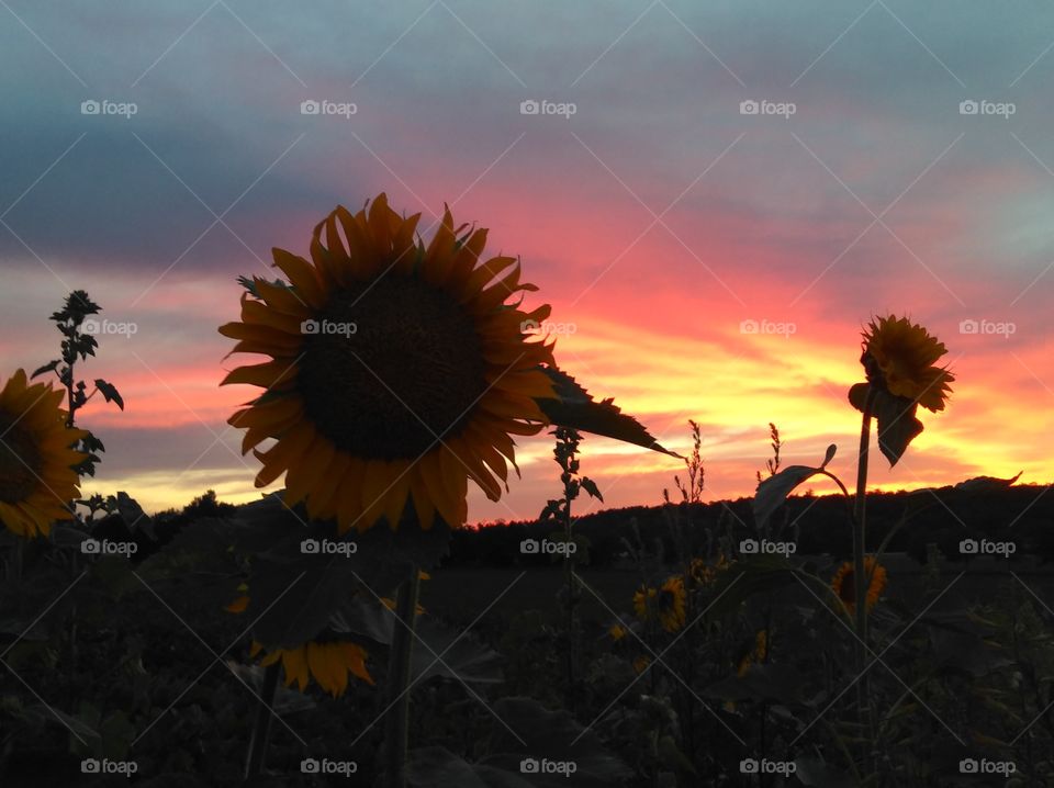 sunflower with sunset