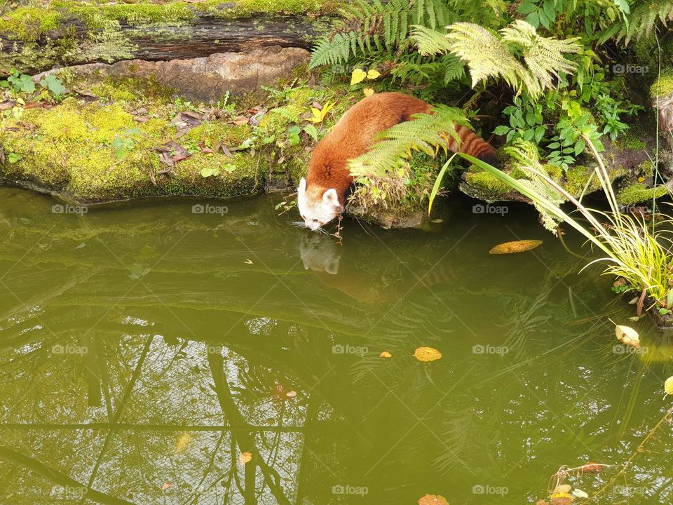 red panda