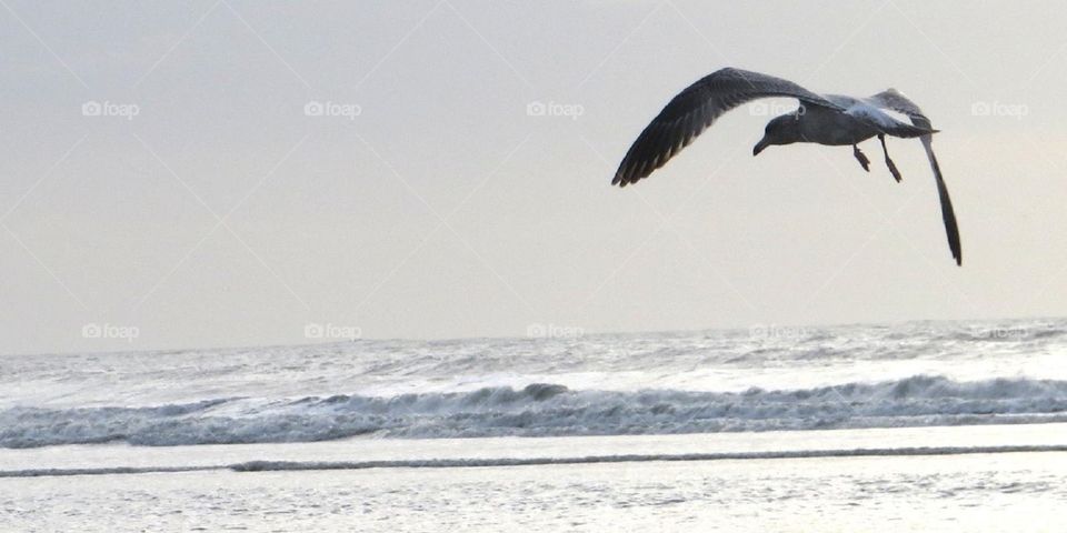 seagull in thé wind