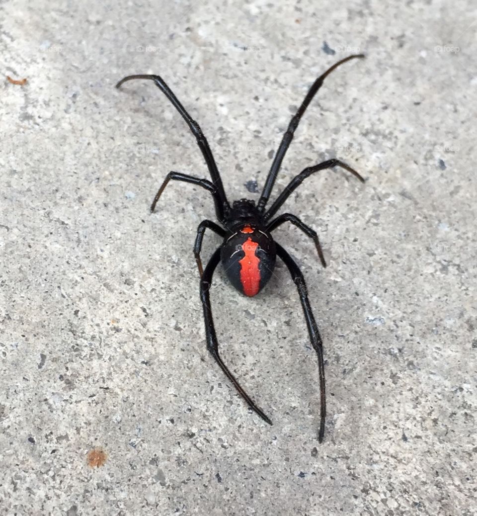 The deadly Australian Red Back Spider