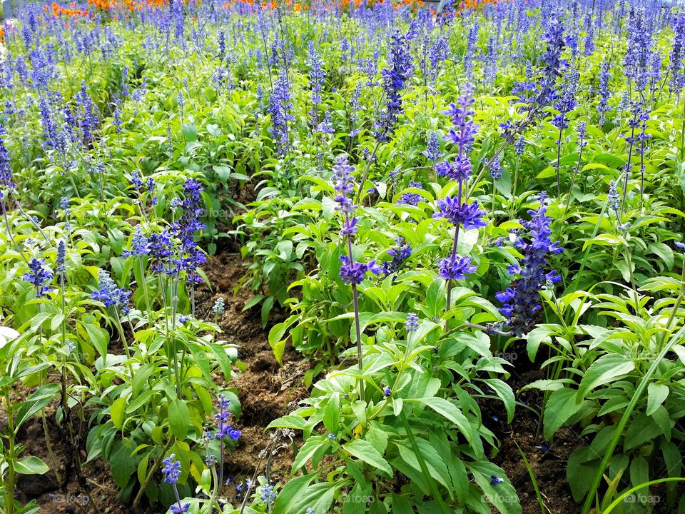 Flora in garden.