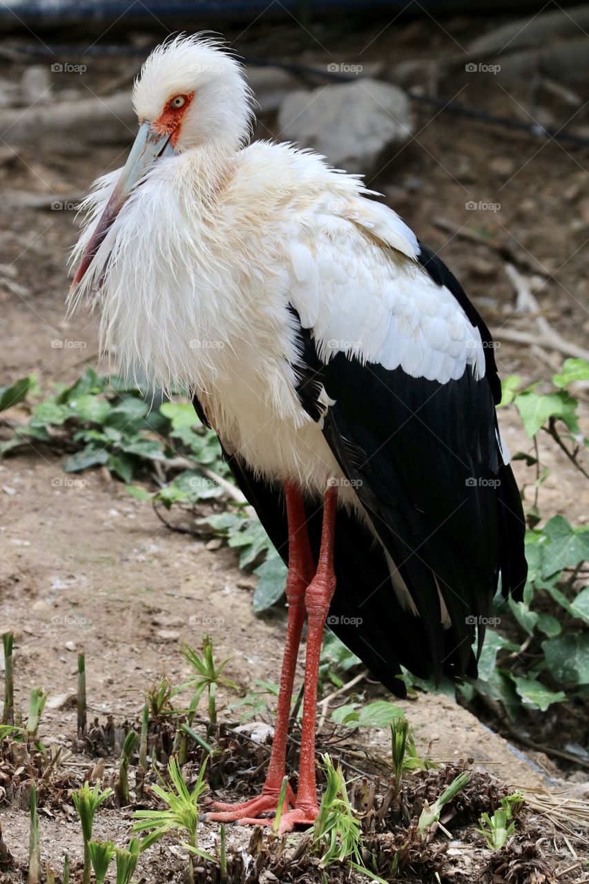 Stork