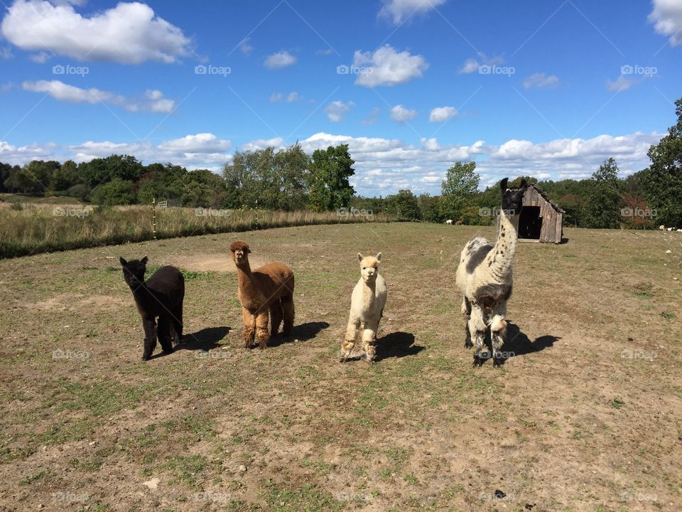 Alpacas and llama posing. 