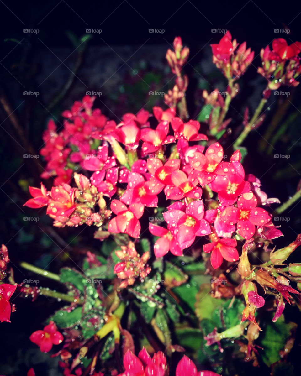 🌹 🇺🇸 Very beautiful flowers to brighten our day.  Live nature and its beauty. Did you like the delicate petals? / 🇧🇷 Flores muito bonitas para alegrar nosso dia. Viva a natureza e sua beleza. Gostaram das pétalas delicadas? 