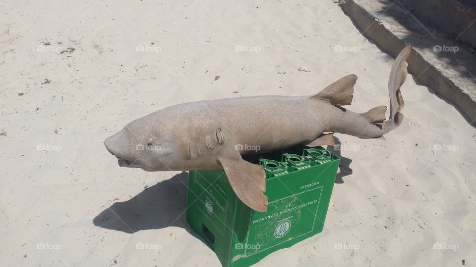 Punta Cana Dominican Republic shark