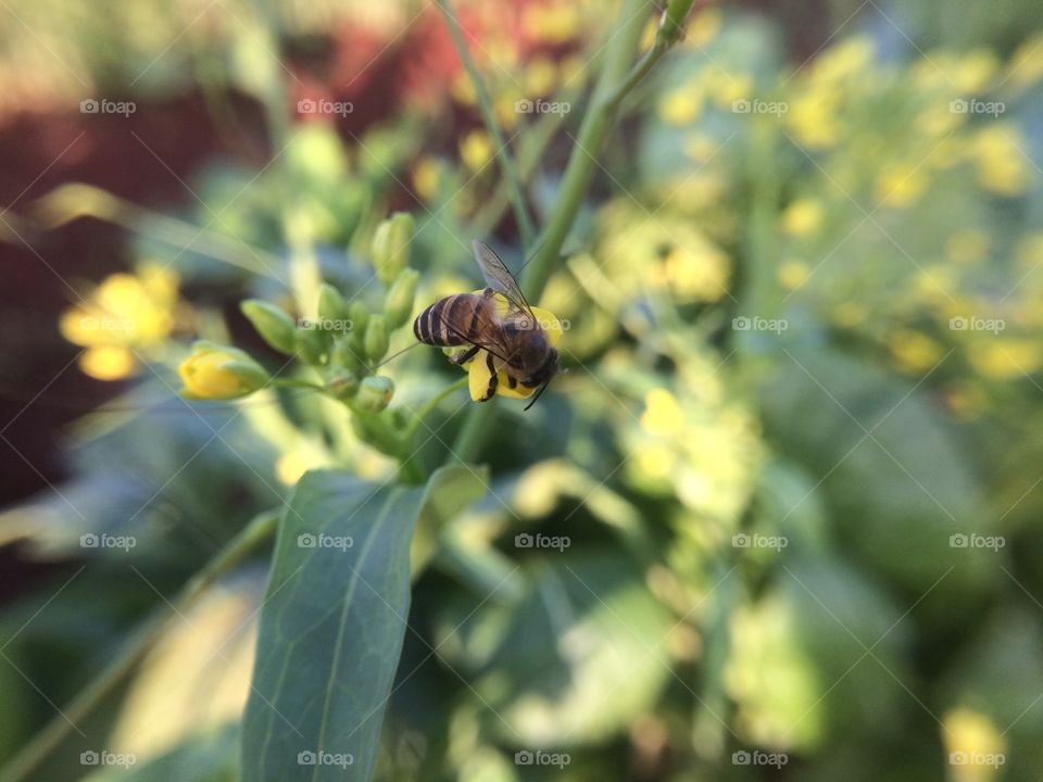 Bee 