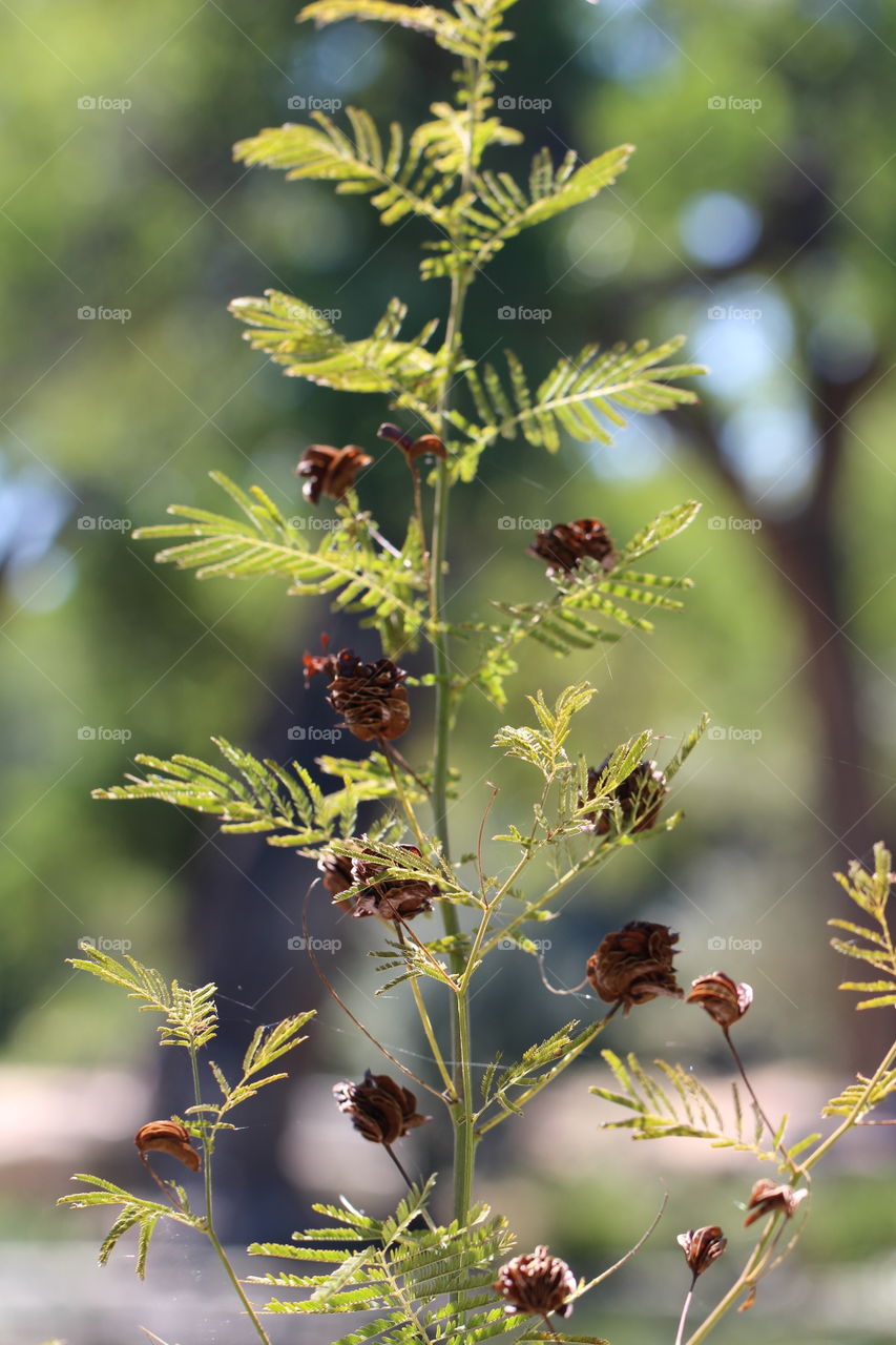 Summer Conifer 2