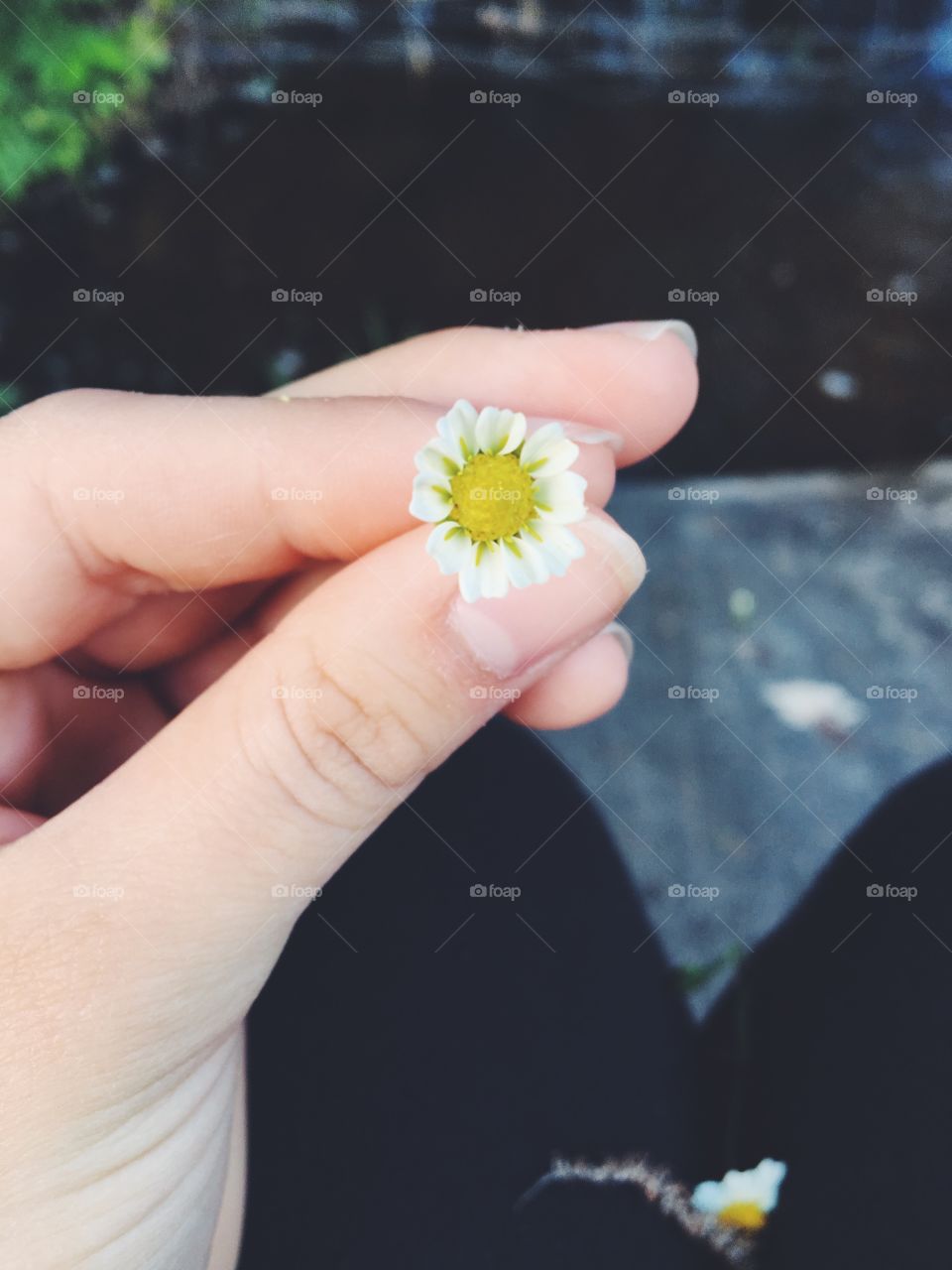 Baby flower