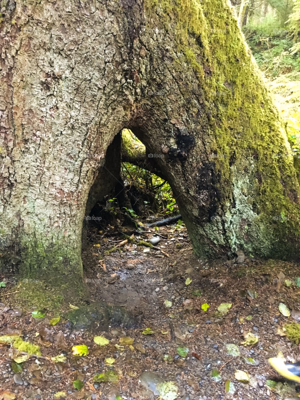 Tree tunnel 