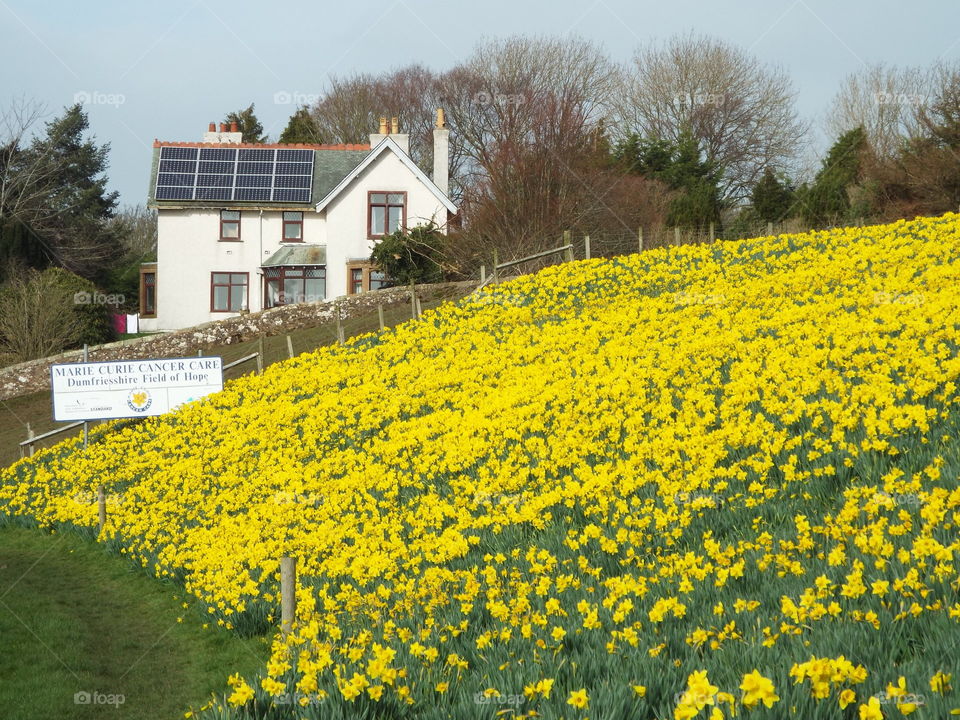 Beautiful daffodils in Scotlands field of hope Marie Curie