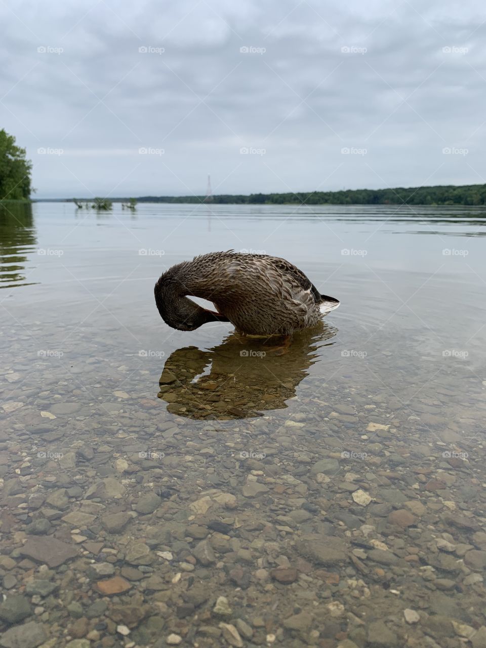 At the reservoir, visiting with the ducks. This one grooms itself as we watch.