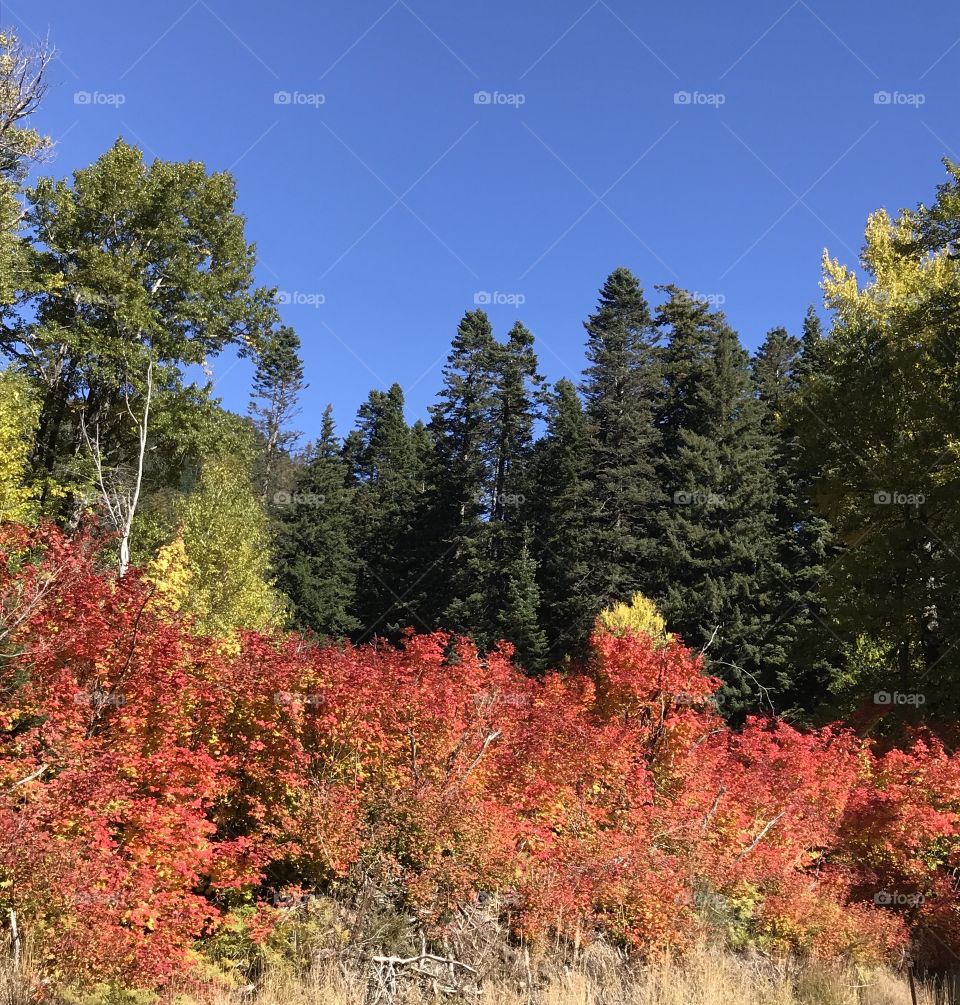 Fall, Nature, Leaf, Wood, Tree