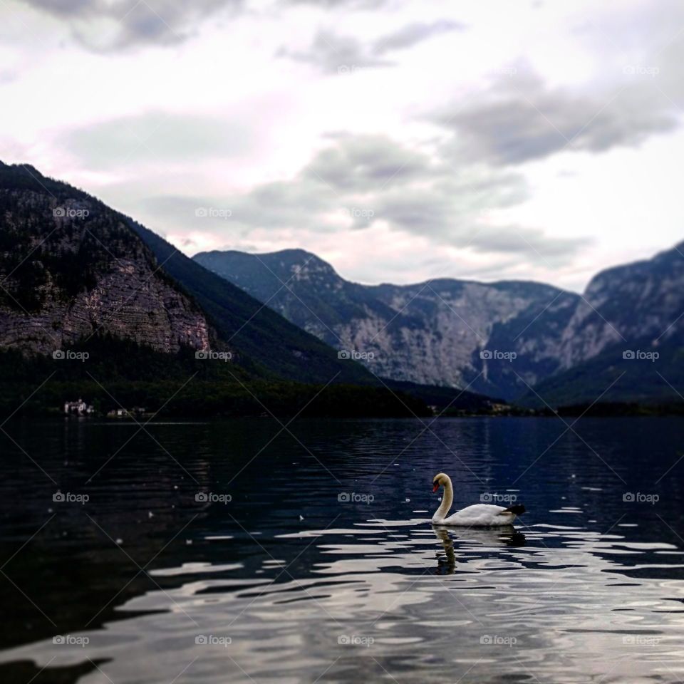 Swan sitting on the lake in Hallstatt, Austria. More photos on my Instagram: @meadowsharry