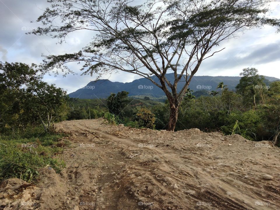 Talang Mountain. Big tree. dirt road. sky