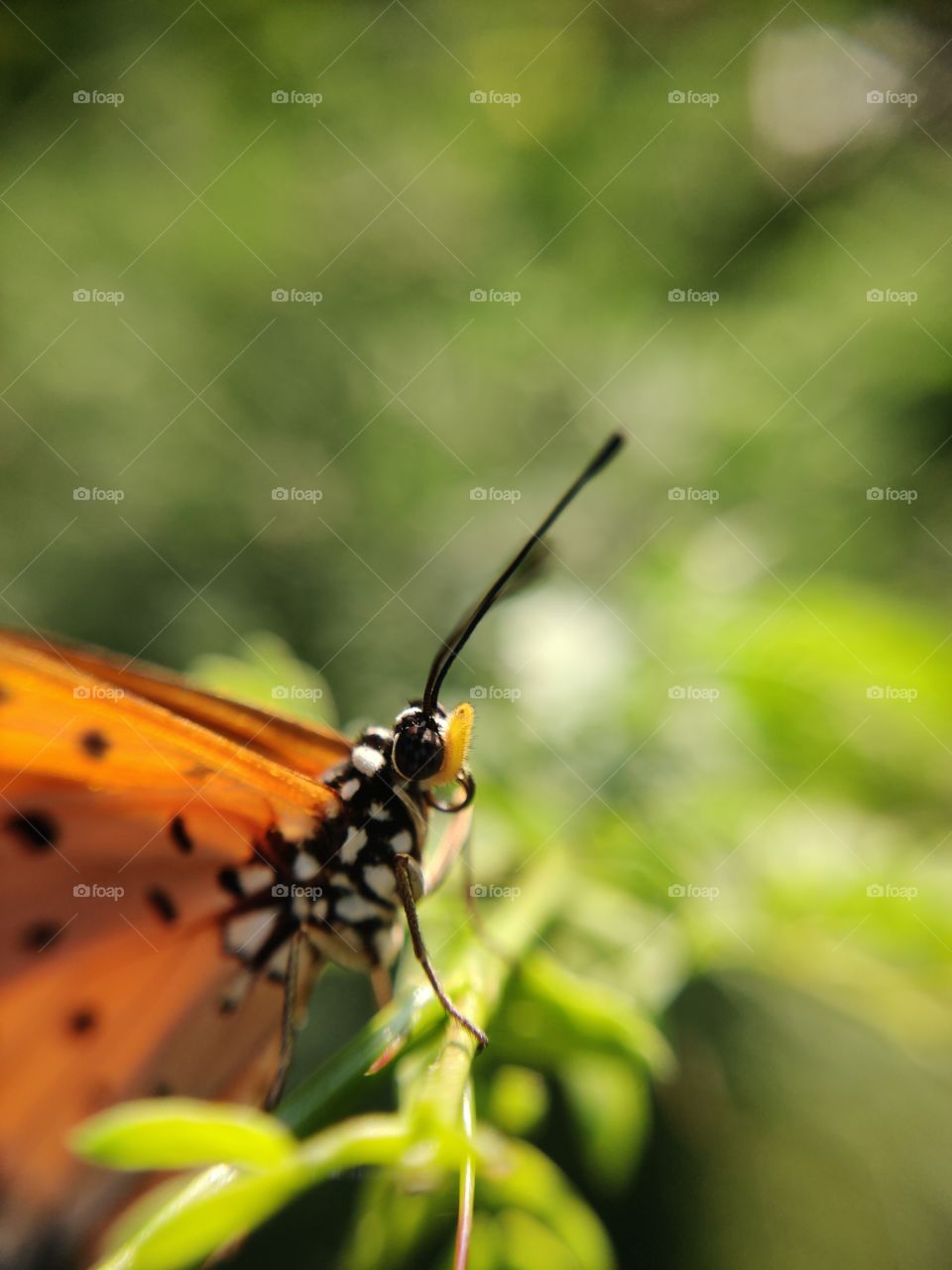A Story of a butterfly who is warming up to get her breakfast... Honey.. #macro