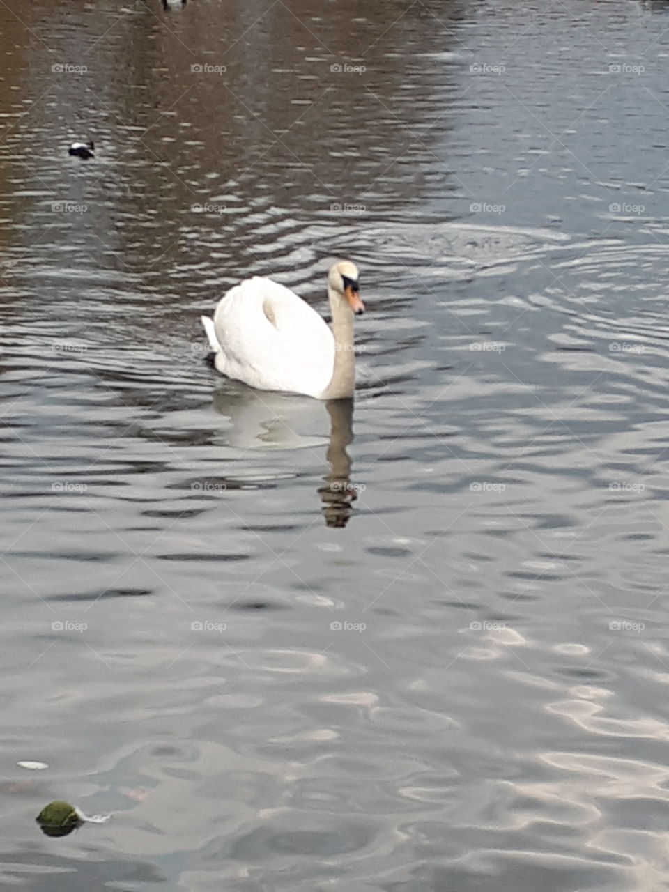 Swan On A Lake