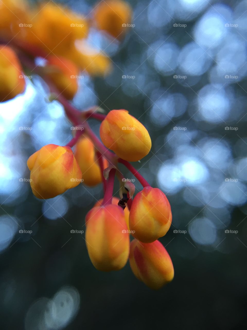 Tiny buds of yellow flowers