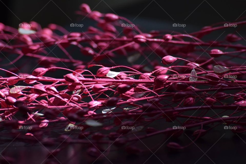 Dried branches #flower #pink# festive season