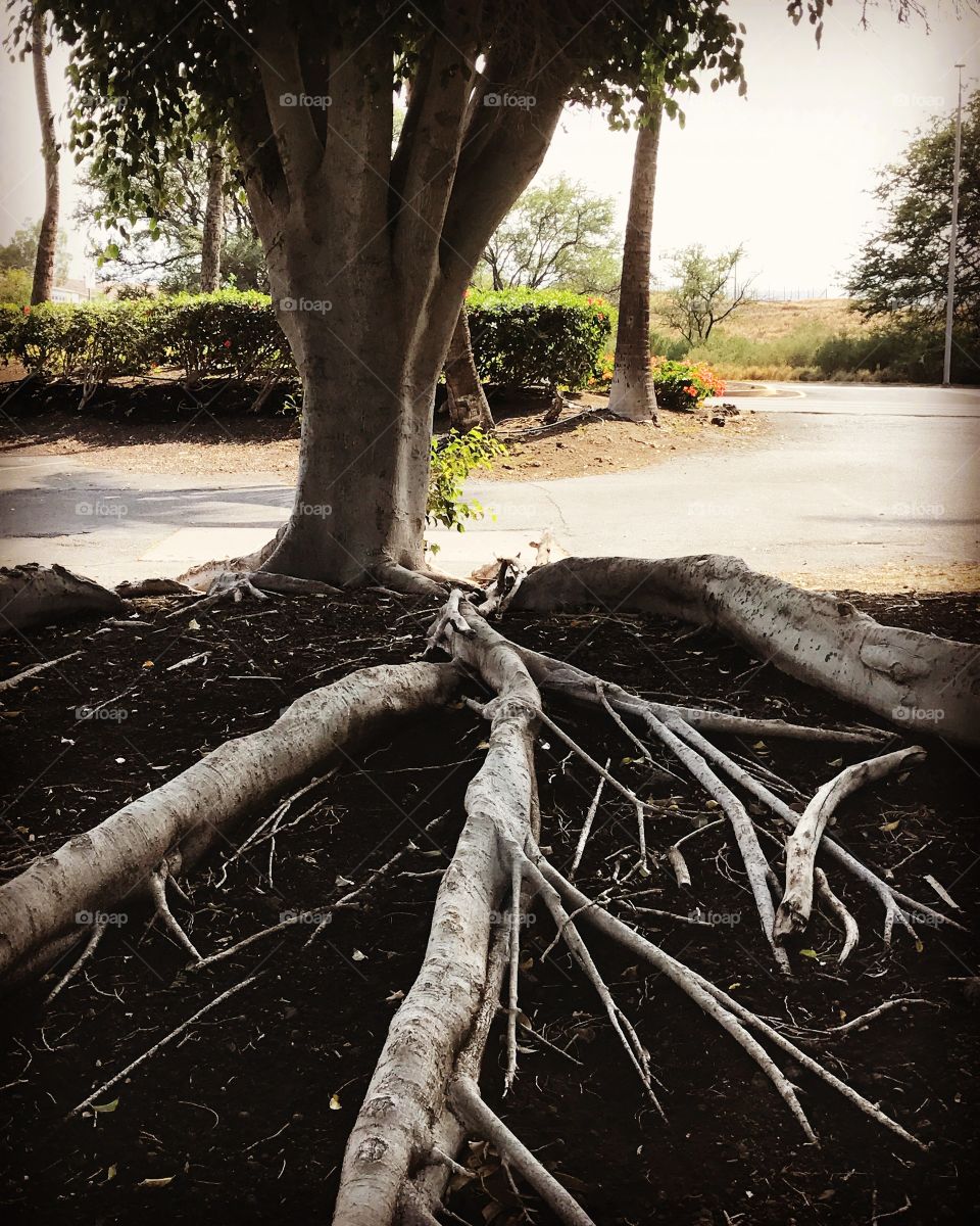 It's the roots that make the tree.