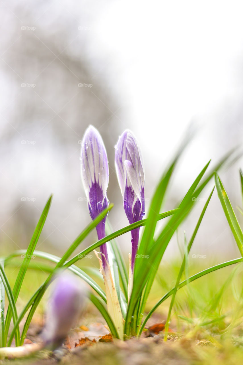 Close-up of crocus flower bud