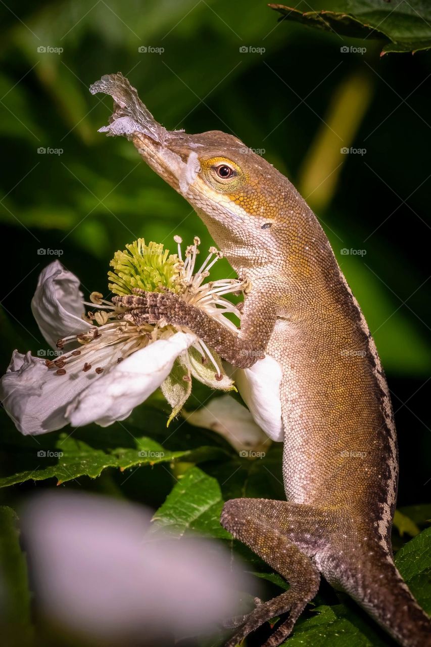 Temperature is riding as Spring sets in. Time to peel off a layer…of skin. Carolina Anole, Raleigh, North Carolina. 