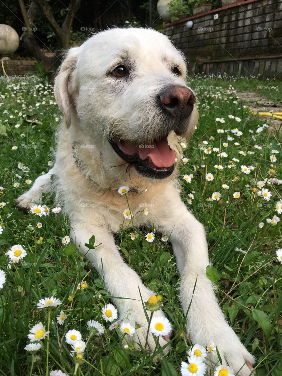 My old dog. In the garden