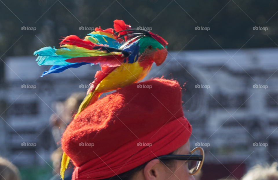 Parrot Hat