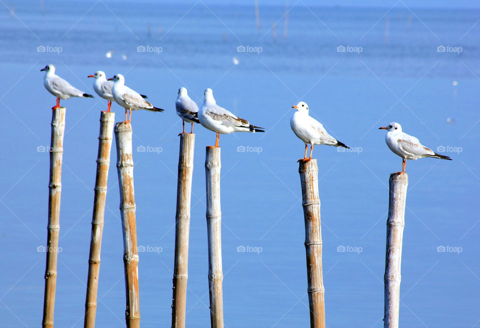 seagulls