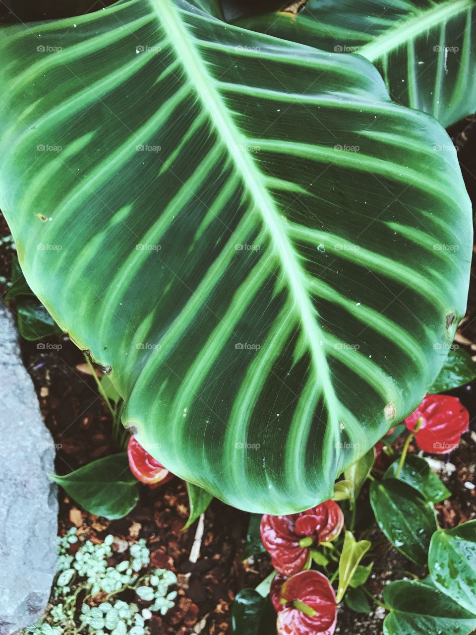 Giant Leaf from Brazil 