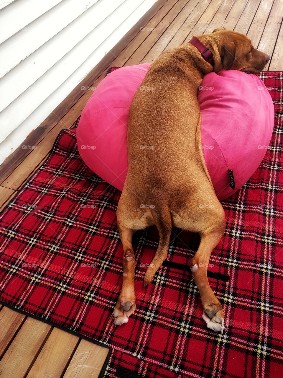 Relaxing Time. Dog relaxing on red bean bag