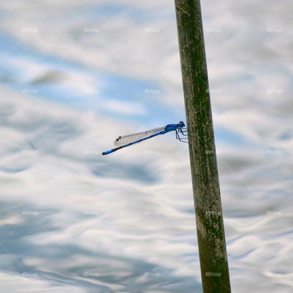 Dragon fly on a reed 
