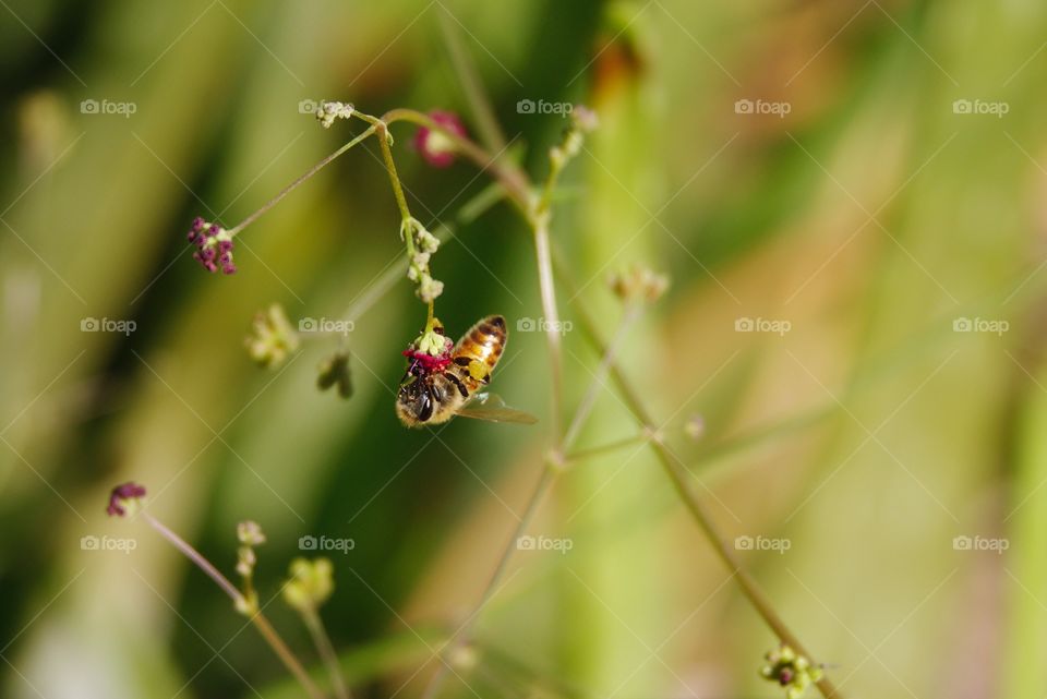 Bee collecting pollen.