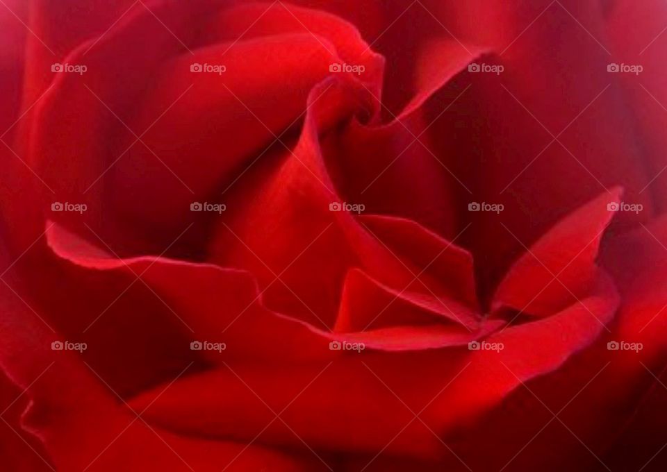 Red rose close up 