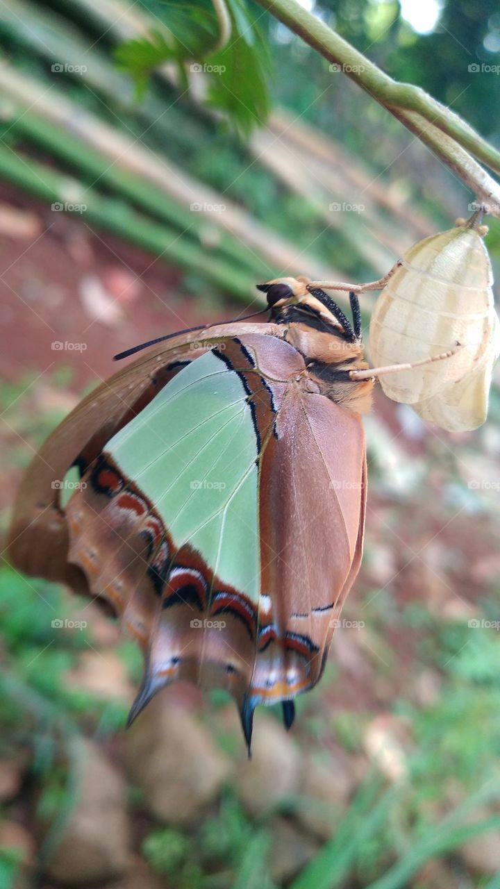 The butterfly that is still perched on the cocoon