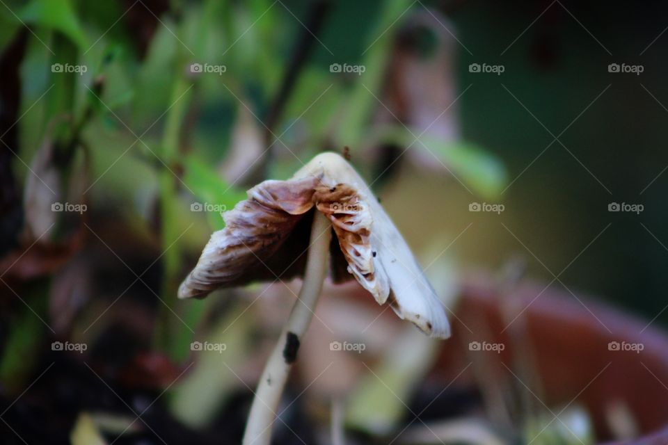 Toadstool after the rain