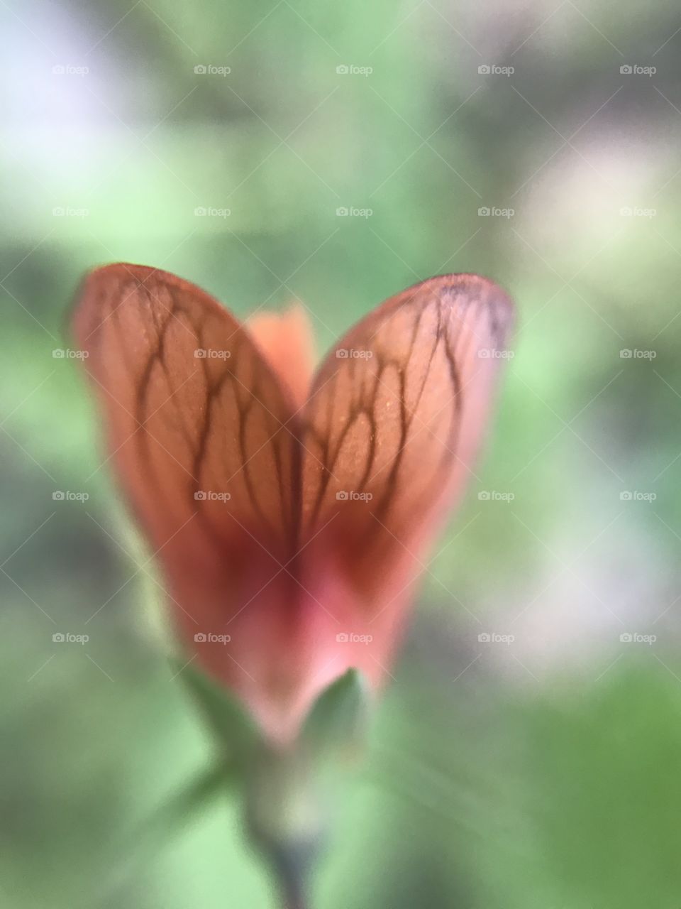 Tiny flower like butterfly