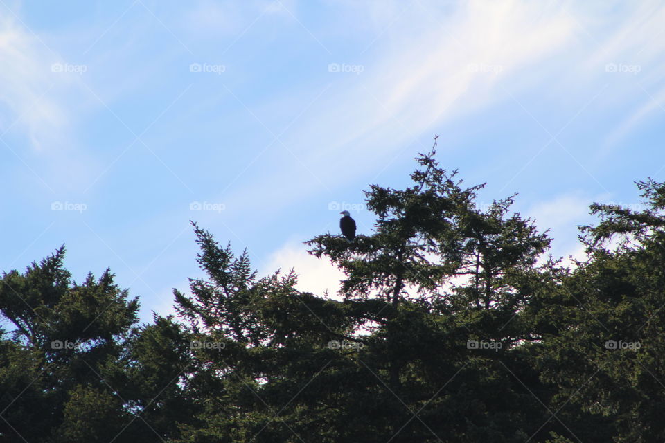 Bald eagle at the top of a tree
