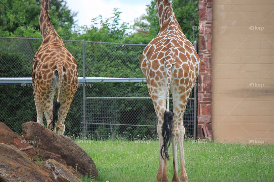 Two giraffes side by side from behinds