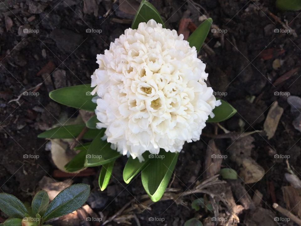 White Hyacinth