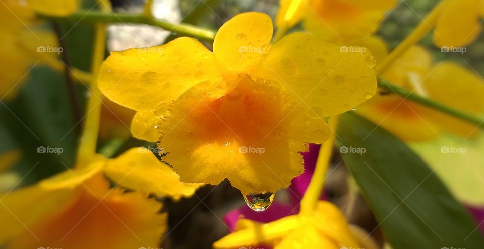 beautiful orchid. yellow flower.