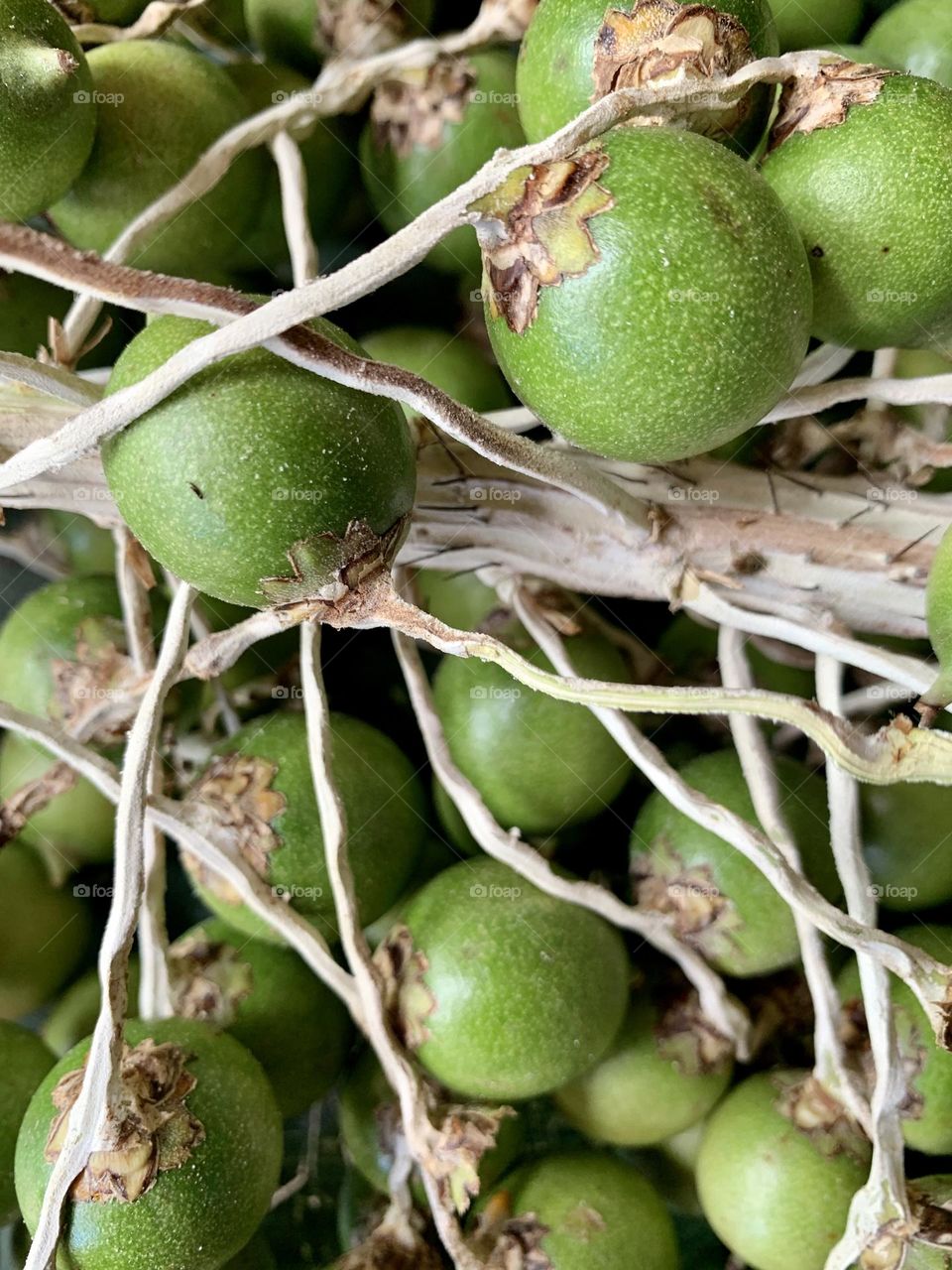 Bactris setosa fruit