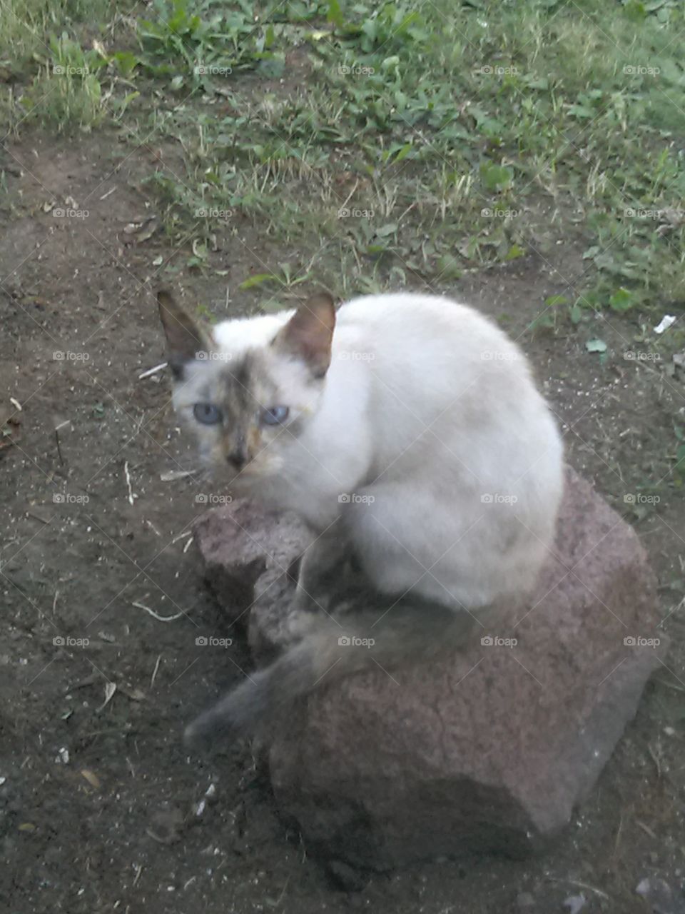 Siamese Kitty rock