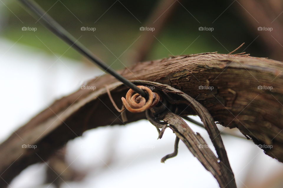 Curly Wood