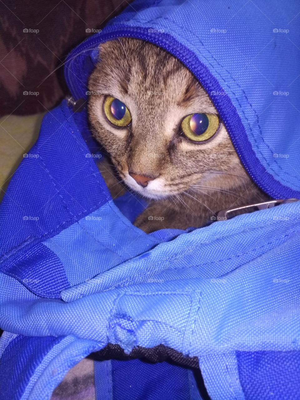 Cat in a backpack.