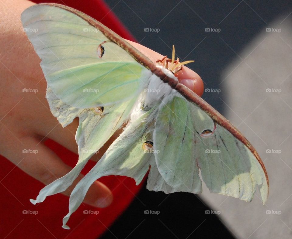 Giant moth